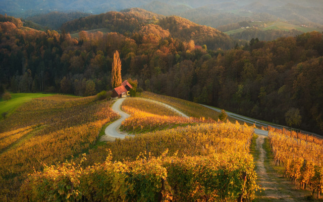 Winding road field house forest free wallpaper - medium preview image