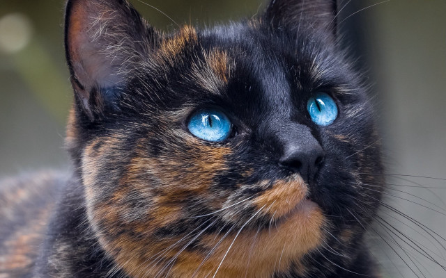 Cat blue eyes looking up #7 free wallpaper - medium preview image