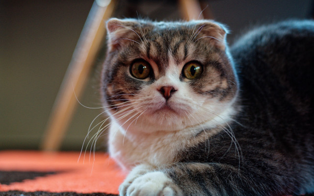 Sad cat on rug shabby free wallpaper - medium preview image
