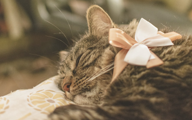 Cat sleeping pillow bow blurry free wallpaper - medium preview image