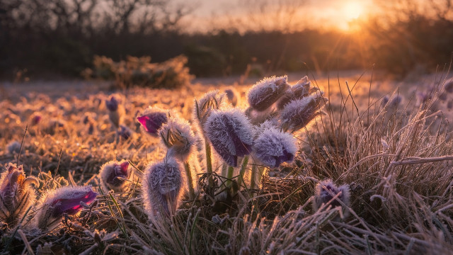 Flower field sunset trees fire free wallpaper - medium preview image