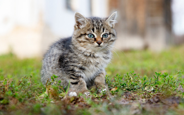 Blue eyed kitten sitting grass free wallpaper - medium preview image
