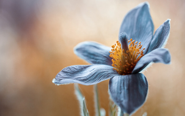 Blue flower yellow center macro #6 free wallpaper - medium preview image