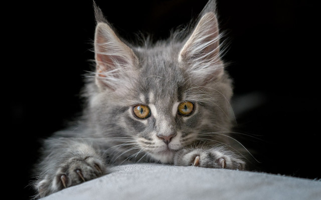 Small gray kitten yellow eyes free wallpaper - medium preview image