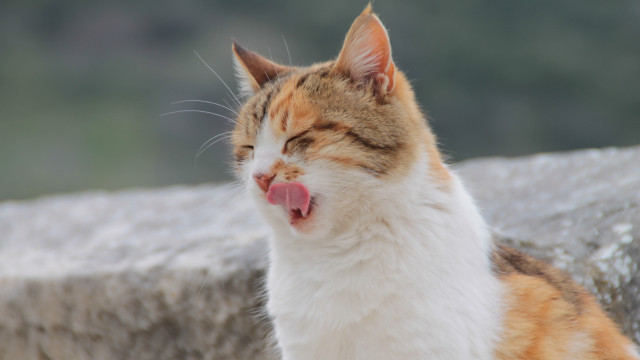 Cat yawning outdoor sun blurry free wallpaper - medium preview image