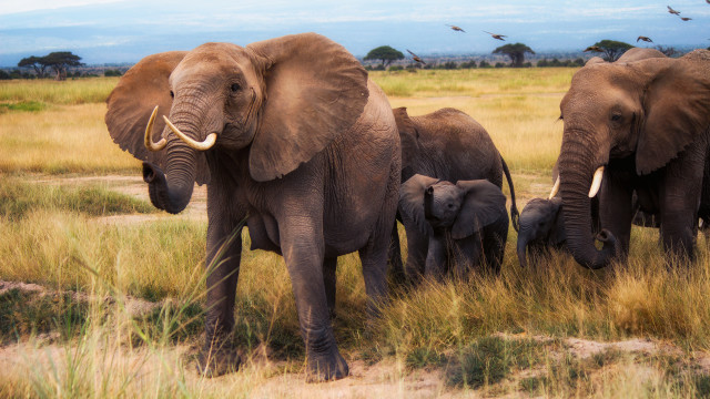 Elephants field birds blue sky free wallpaper - medium preview image