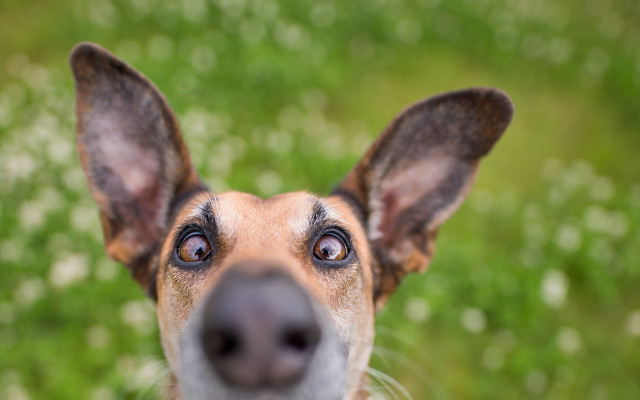 Dog nose up blurry background free wallpaper - medium preview image
