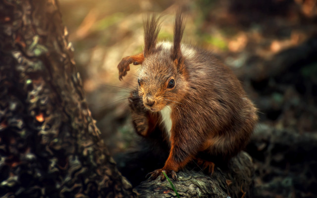 Squirrel branch sharp claws bokeh free wallpaper - medium preview image