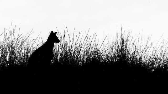 Giraffe tallgrass silhouette monochrome sky free wallpaper - medium preview image