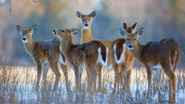 Deer group snowy field trees #2 free wallpaper - medium preview image
