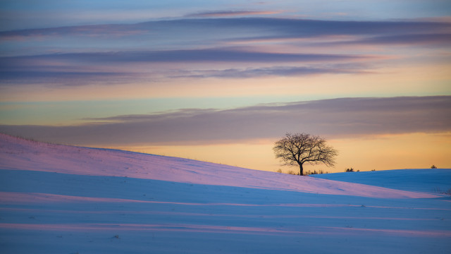 Lone tree snowy field sunset #6 free wallpaper - medium preview image