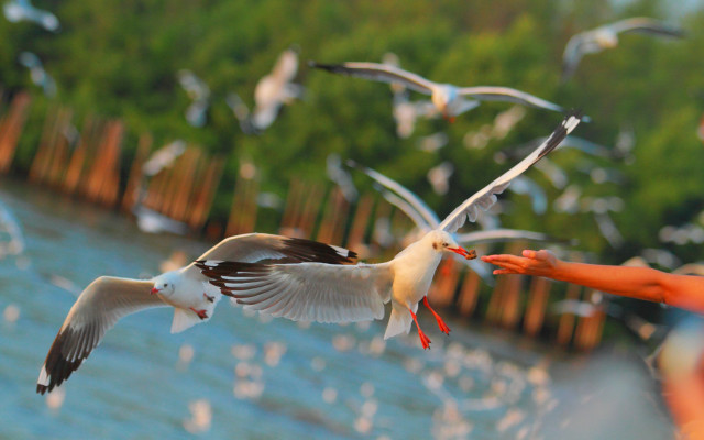 Seagulls water trees person birds free wallpaper - medium preview image