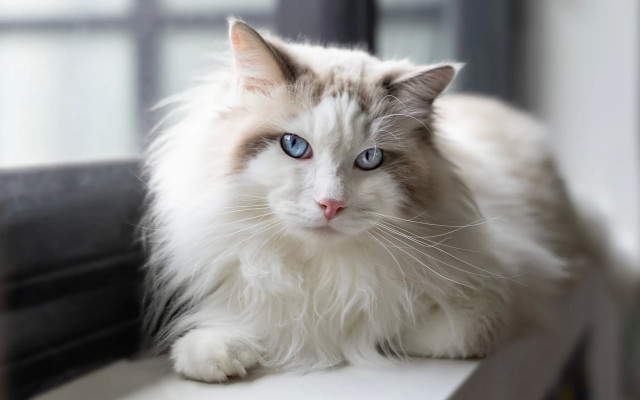 White cat blue eyes serious #11 free wallpaper - medium preview image