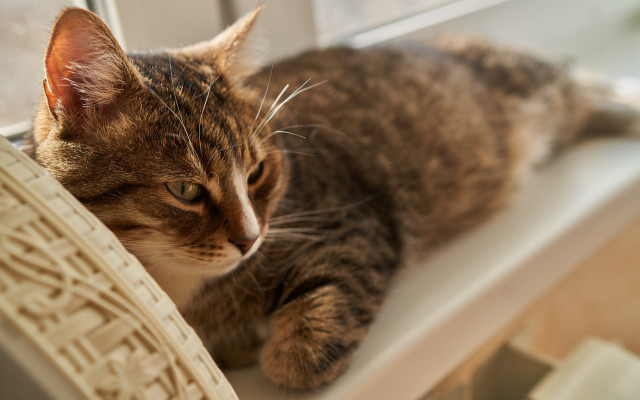 Cat window sill felix darley free wallpaper - medium preview image