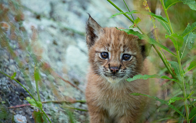 Kitten green field rock wall free wallpaper - medium preview image