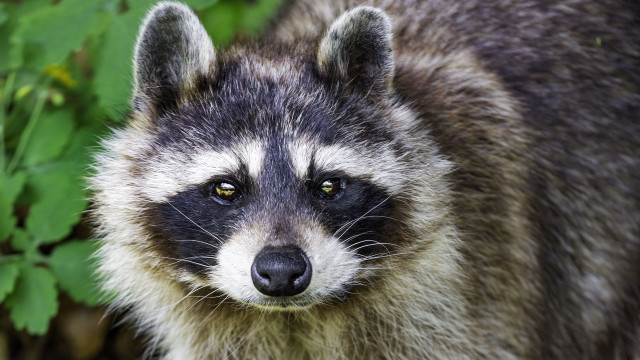 Raccoon sad look bush neoplasticism free wallpaper - medium preview image