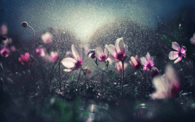 Flower rain blue sky impressionist free wallpaper - medium preview image