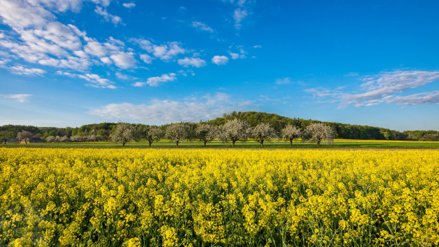 Yellow flower field blue sky #4 free wallpaper - medium preview image