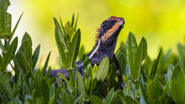Lizard bush leaves closed eyes free wallpaper - medium preview image