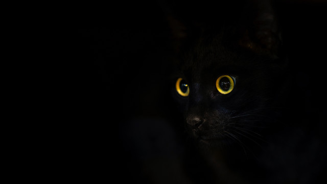 Black cat yellow eyes night free wallpaper - medium preview image
