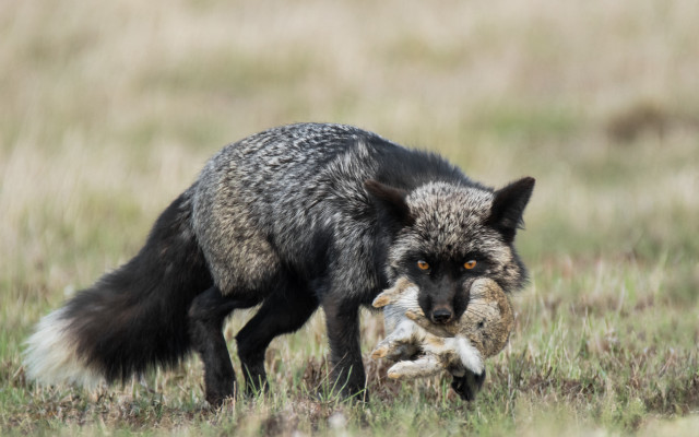 Wolf dead animal field primivitism free wallpaper - medium preview image