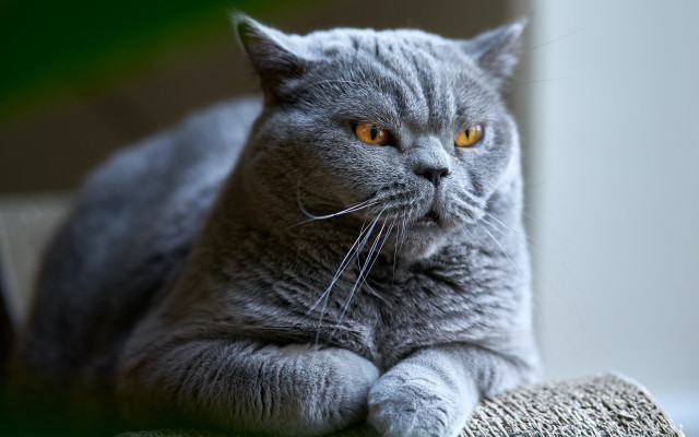 Gray cat couch serious eyes free wallpaper - medium preview image