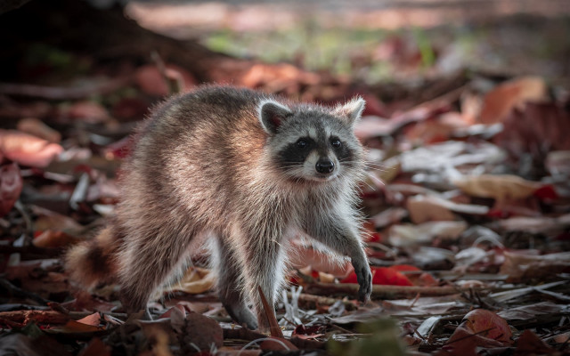 Raccoon leaf covered forest blurry free wallpaper - medium preview image