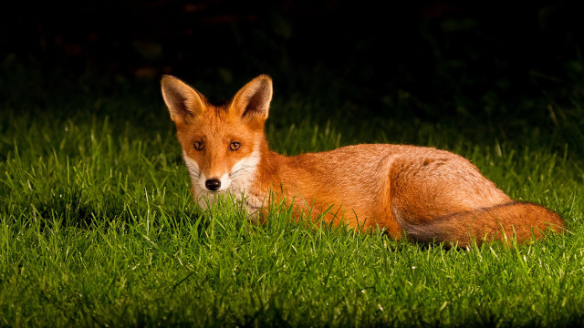 Red fox sad eyes nature free wallpaper - medium preview image
