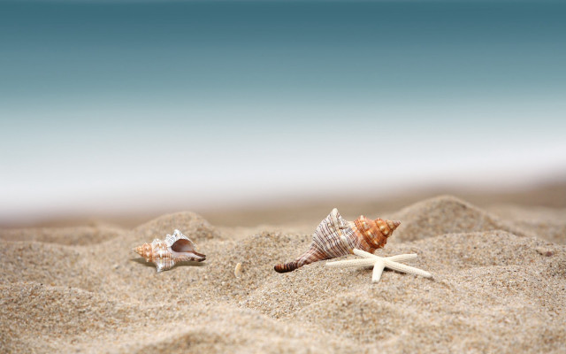 Seashells starfish beach sand tilt free wallpaper - medium preview image