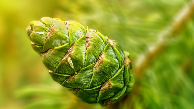 Green leaf brown tip macro free wallpaper - medium preview image