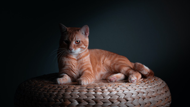 Cat basket table portrait animal free wallpaper - medium preview image