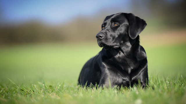 Black dog laying grass looking free wallpaper - medium preview image