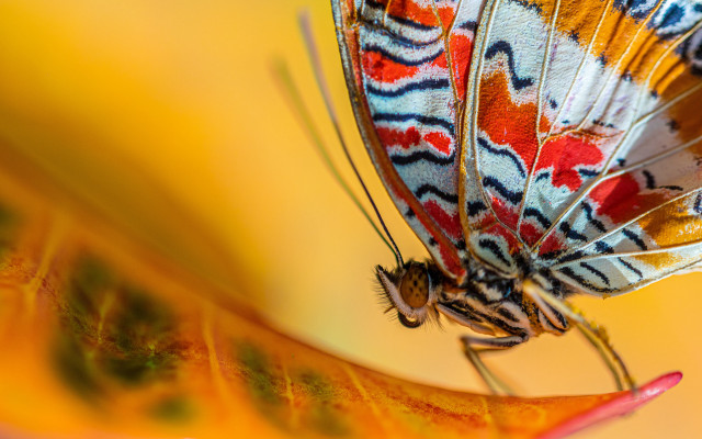 Colorful butterfly yellow flower cloisonnism free wallpaper - medium preview image