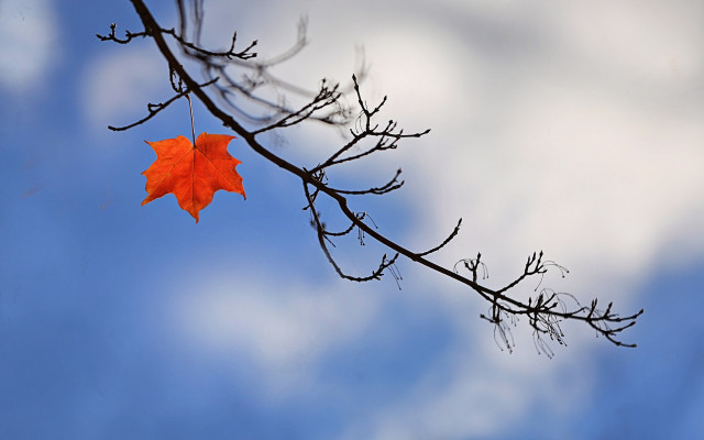 Autumn leaf bare tree blue free wallpaper - medium preview image