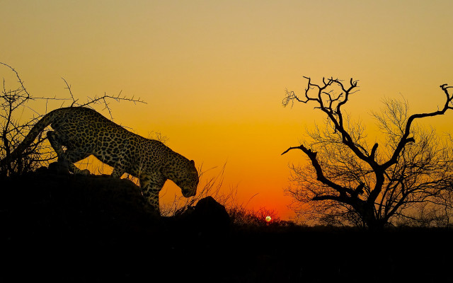 Leopard sunset forest silhouette bamboo free wallpaper - medium preview image