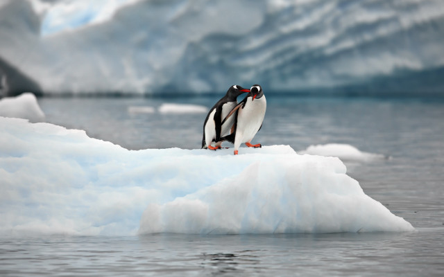 Penguin iceberg glacier ocean sky free wallpaper - medium preview image