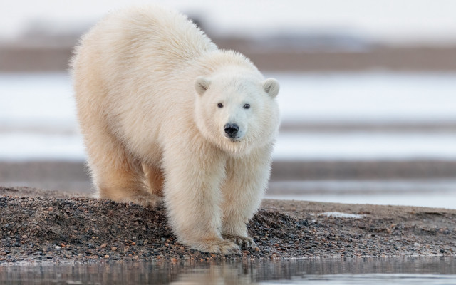 Polar bear rocky beach water free wallpaper - medium preview image