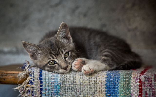 Kitten colorful blanket chair wooden free wallpaper - medium preview image