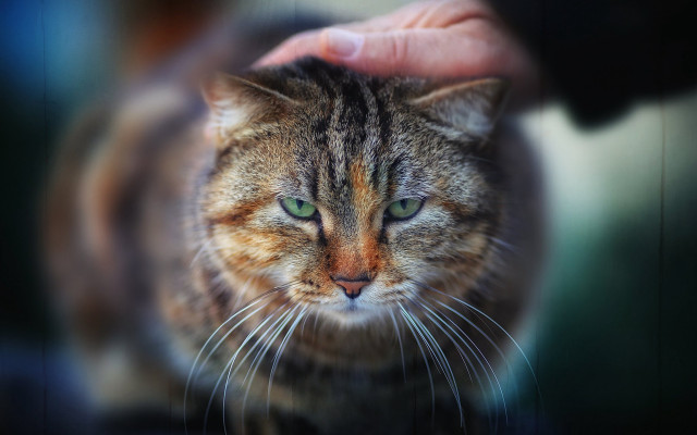 Cat petted green eyes blurry free wallpaper - medium preview image