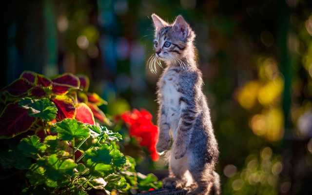 Small kitten rock bush flowers free wallpaper - medium preview image