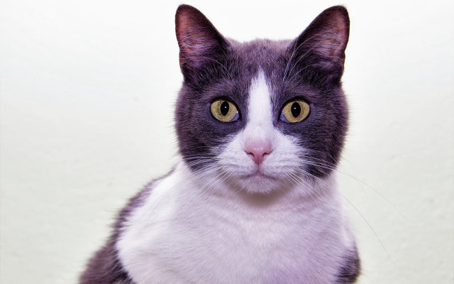 Black cat white face yellow free wallpaper - medium preview image