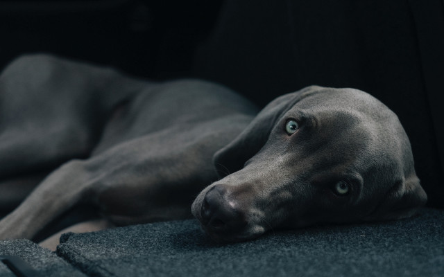 Dog couch tiltshift vanitas portrait free wallpaper - medium preview image