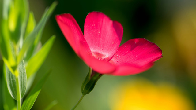 Pink flower green stem macro free wallpaper - medium preview image