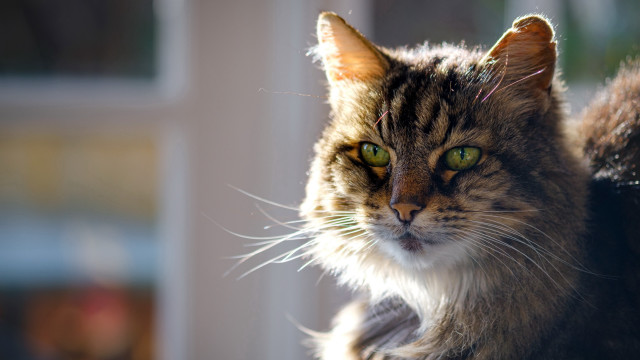 Cat green eyes anamorphic flare free wallpaper - medium preview image