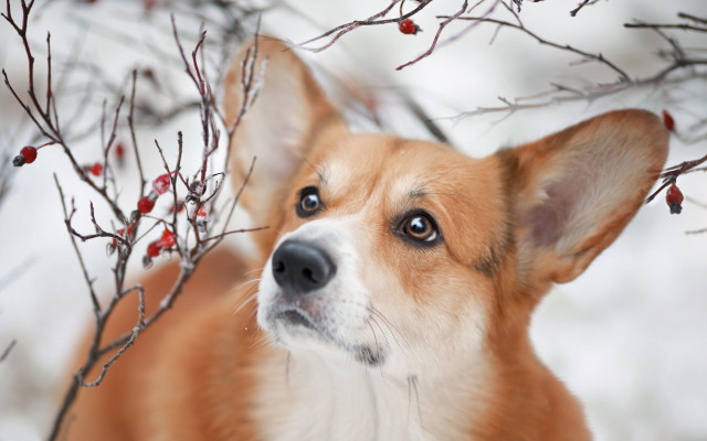 Dog berry tree autumn blurry free wallpaper - medium preview image