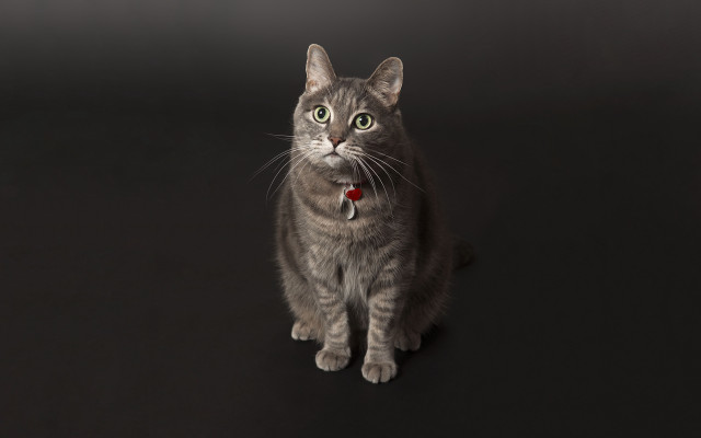 Cat collar greeneyes studio portrait free wallpaper - medium preview image