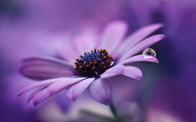 Purple flower ladybug macro blurry free wallpaper - medium preview image