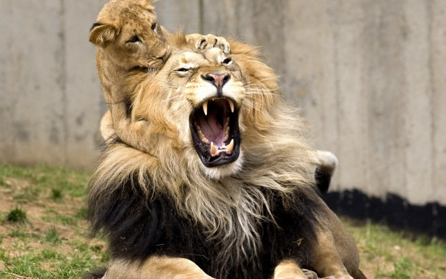 Lion open mouth grass tree free wallpaper - medium preview image