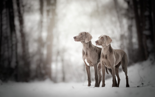 Dogs snow trees elk vogelsang free wallpaper - medium preview image