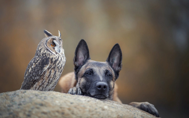 Dog owl surreal rock serious free wallpaper - medium preview image